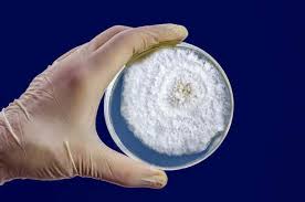 dying from fungal infections